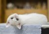 température normale d'un chaton