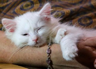 pas dormir avec son chat