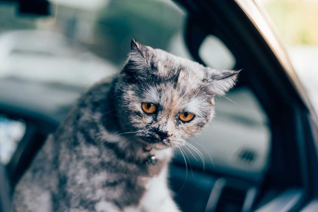 chat perdu à leur mariage