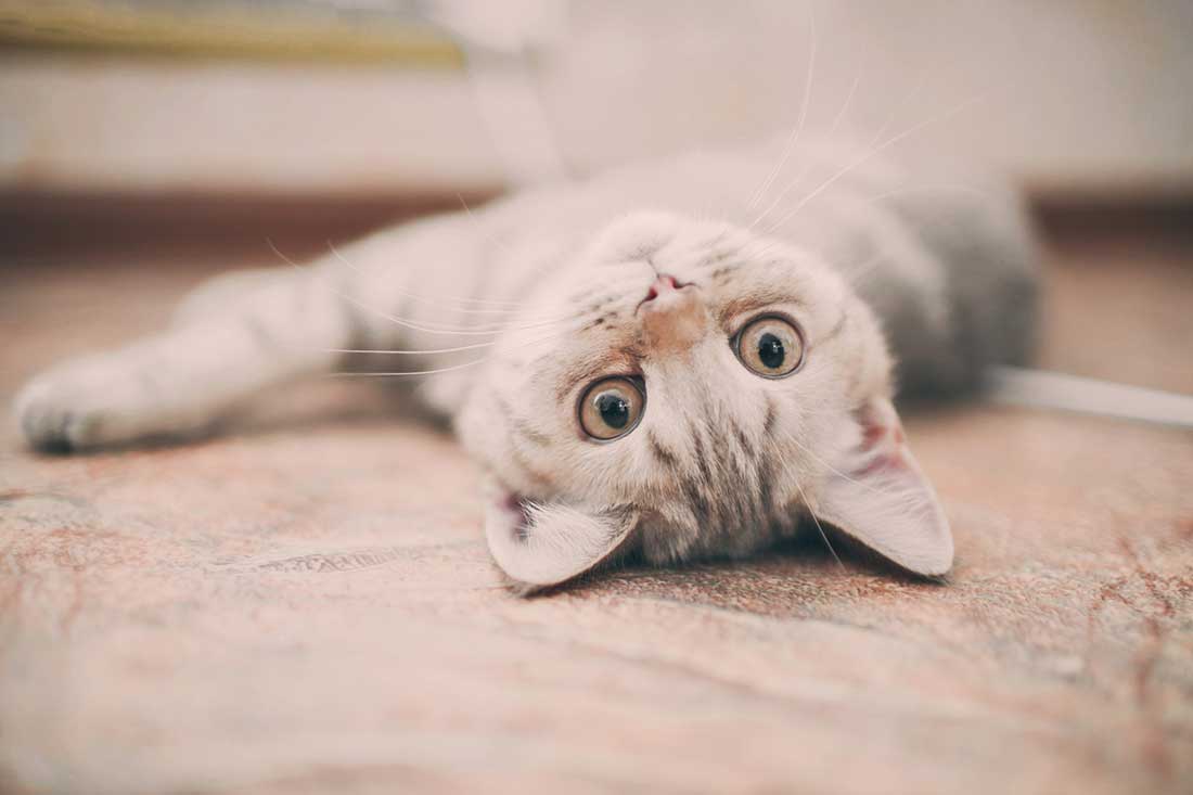 comment faire pour calmer votre chat
