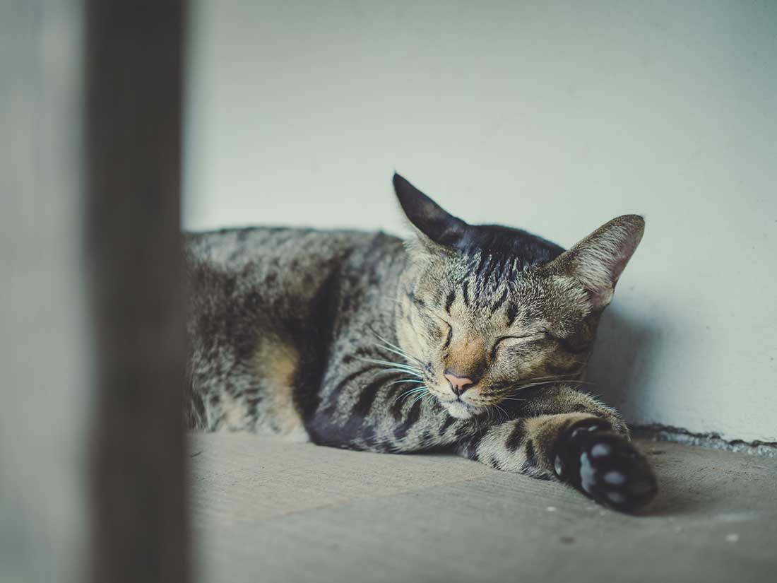 Comment savoir si mon chat ne va pas bien ?