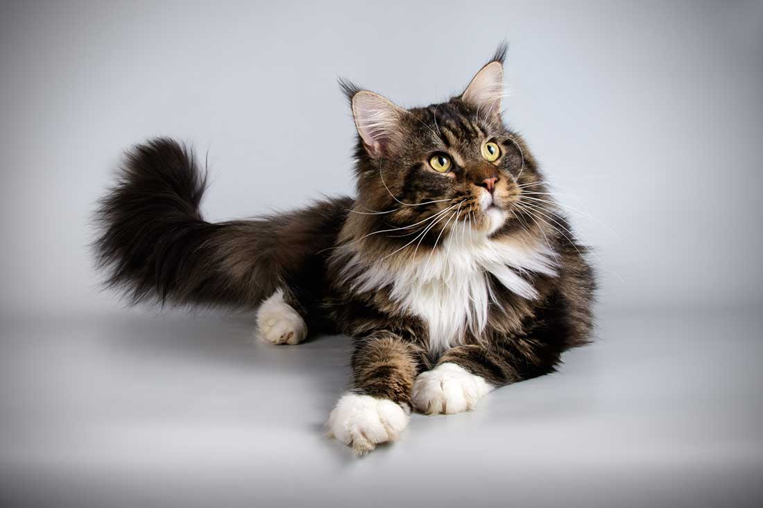 les-plus-beaux-chats-du-monde-2023