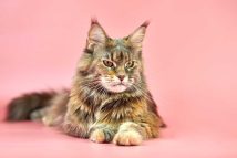 poids-chat-maine-coon