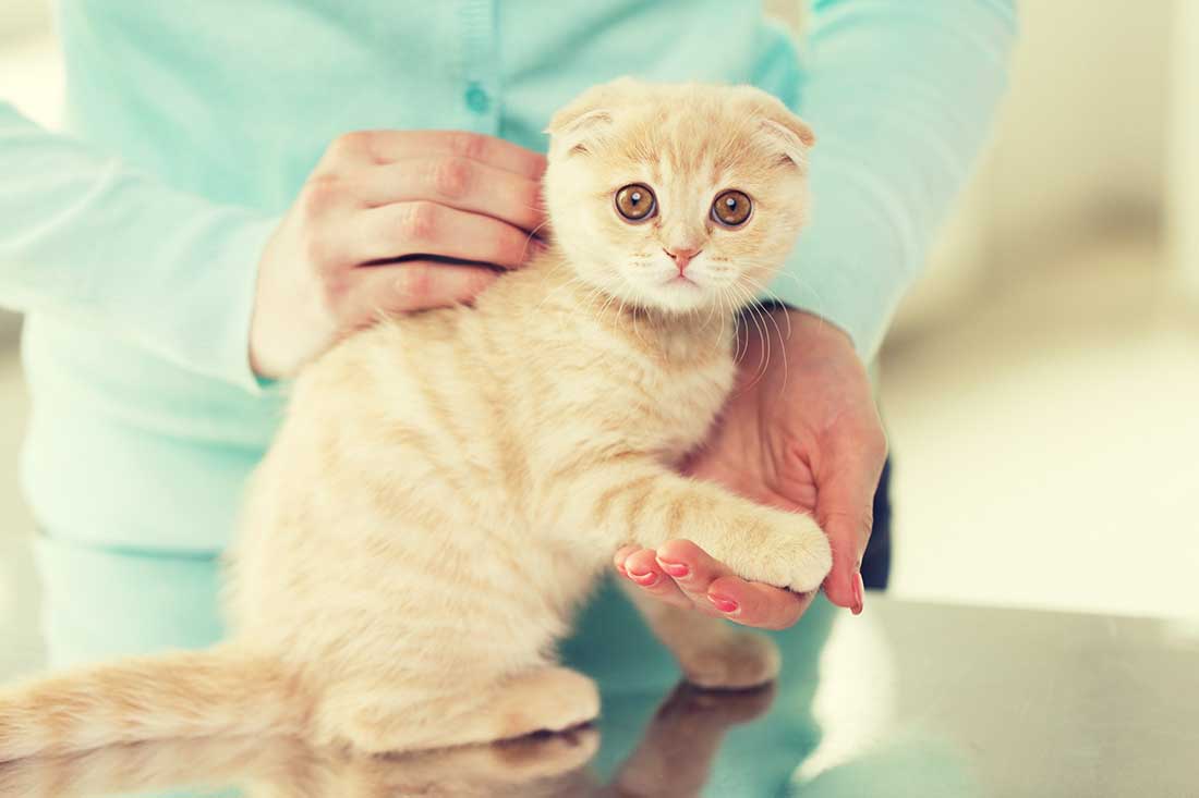 vaccin contre l’allergie au chat