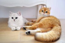 chat-besoin-autre-chat-maison