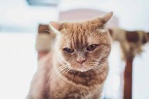 chat-ne-vous-aime-pas