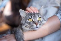 chat-plus-affectueux-1