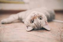 comment-faire-chat-se-sente-bien-chez-vous