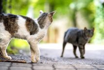 dangers-chat-exterieur