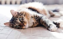 determiner-age-reel-chat
