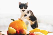 fruits-donner-chat