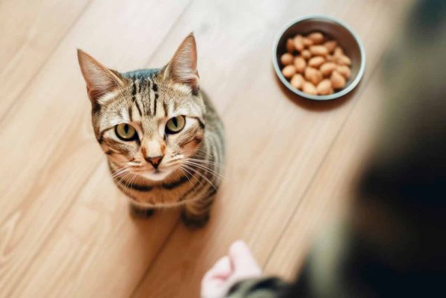legumes-alimentation-chat