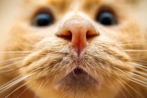 pourquoi-chat-museau-humide