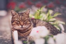 prendre-soin-chat-age