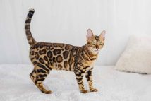 veterinaire-devoie-race-chat-achetera-jamais