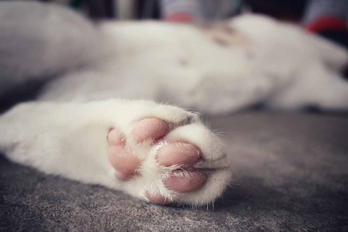 protéger les coussinets de votre chat en hiver