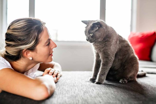 mots-que-les-chats-reconnaissent (3)