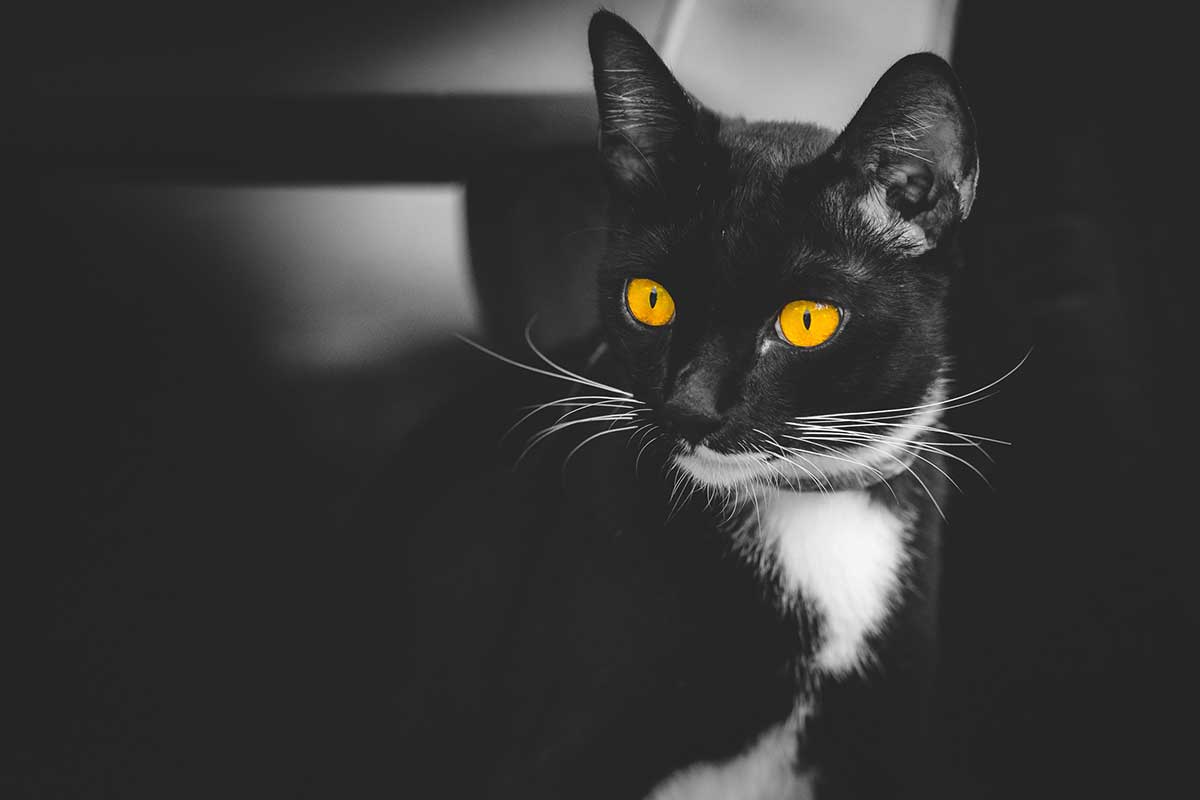 rassurer-chat-pendant-orage