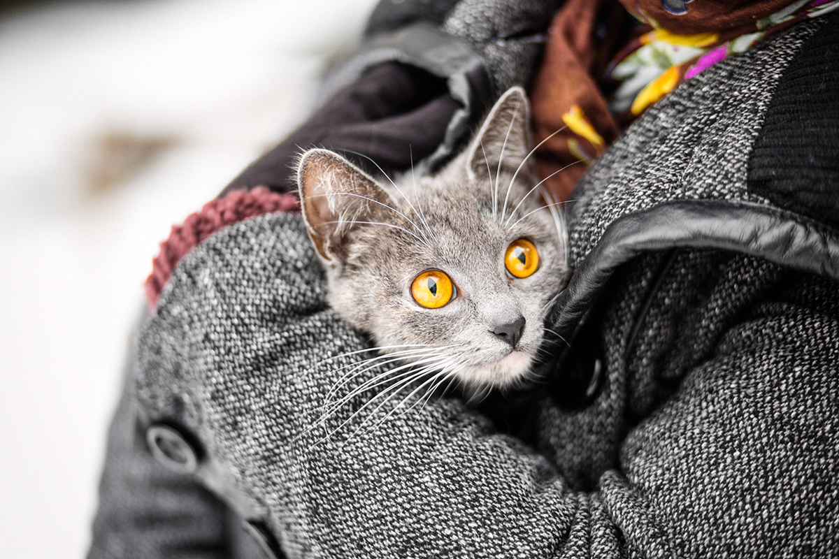 ce-que-ressent-votre-chat-quand-vous-le-portez