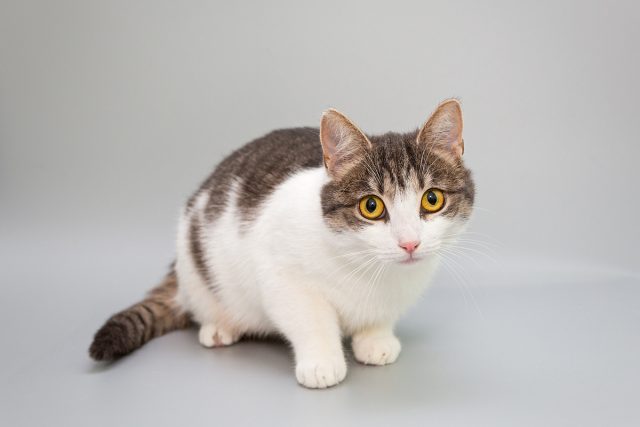 races-de-chat-a-eviter
